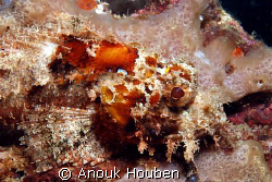 Scorpionfish. Picture taken on the second reef off Negomb... by Anouk Houben 